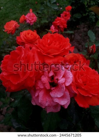 amazing picture red rose background color in beautiful colors 