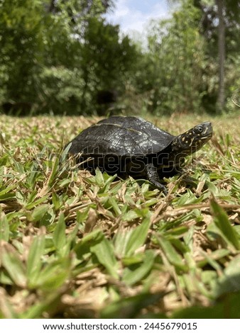 Terrific Turtle, Taking a Twirl on grass bank Royalty-Free Stock Photo #2445679015