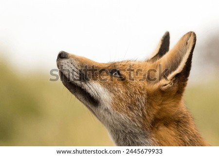 Red Fox Face Close Up Looking Up in A Natural Soft Background 