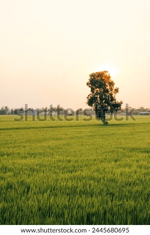Paddy fields in the Mekong Delta, VIETNAM
