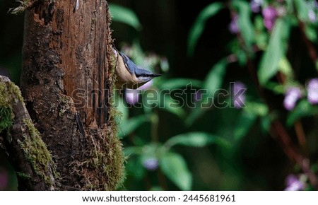 Nuthatch at a woodland site
