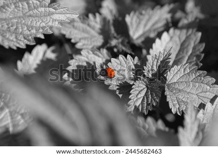 Ladybug on leaves, red beetle and black and white leaves, natural background for text