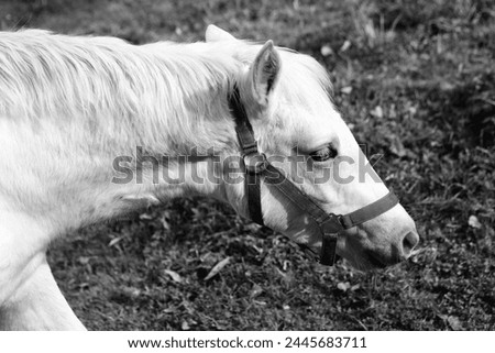 Beautiful saddled horse, head of light horse, in the background grass and leaves, black and white photo
