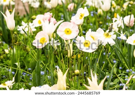 Spring flowers, tulips, poppies, daffodils growing in a garden in a flower meadow.