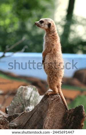 Meerkats are small mongoose species found in southern Africa. They are highly social animals, living in groups called mobs or clans, typically consisting of 20-50 individuals.