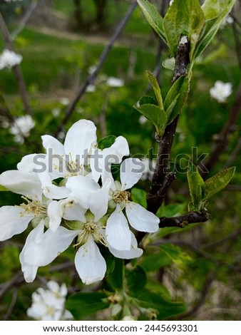 White flowers natural beauty full picture 🖼️