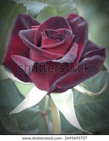 original picture of red rose
red roses are almost all favourite.its beuty,it's aroma is irresistible.it can be use as gift of love or in celebration and decoration.