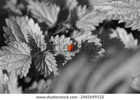 Ladybug on leaves, red beetle and black and white plants, natural background
