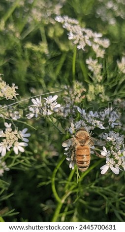 closeup the brown black honey bee hold on coriander flower with plants and leaves in the farm soft focus natural green brown background