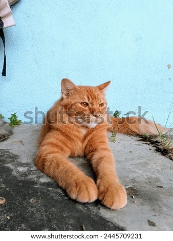 orange cat was playing outside 