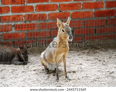 The Patagonian mara is a relatively large rodent in the mara genus Dolichotis. It is also known as the Patagonian cavy or Patagonian hare Royalty-Free Stock Photo #2445711569