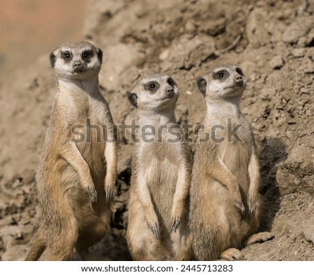 Lovely Group of Meerkats. Meerkats all sit together and look at the sky. Two meerkats watching in the same direction.