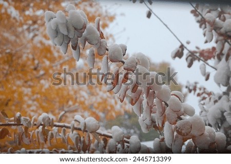 Snow frozen on a tree branch 
