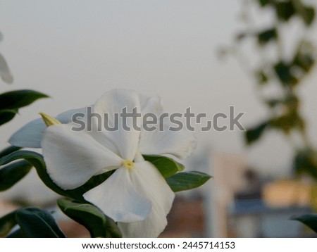 picture of a Madagascar Periwinkle (white flower) at sunrise 