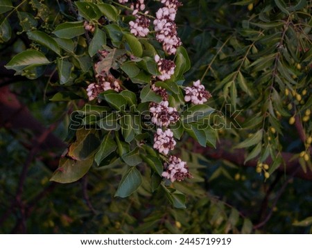 picture of pink flowers (Igiti cy’Ubuhinde) at sunrise 
