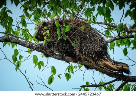 Porcupine eating in a tree