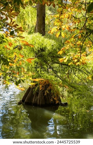 Bald Cypress Taxodium Distichum (Swamp cypress or tidewater red cypress) green tree in the water.Taxodium distichum also called the swamp or bald cypress. Royalty-Free Stock Photo #2445725539
