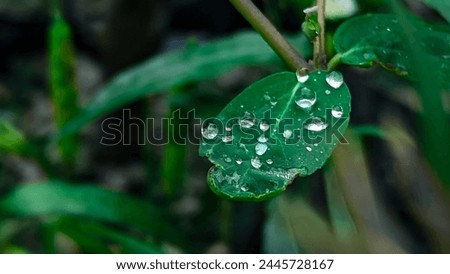 A green leaf with water droplets, amidst other foliage.