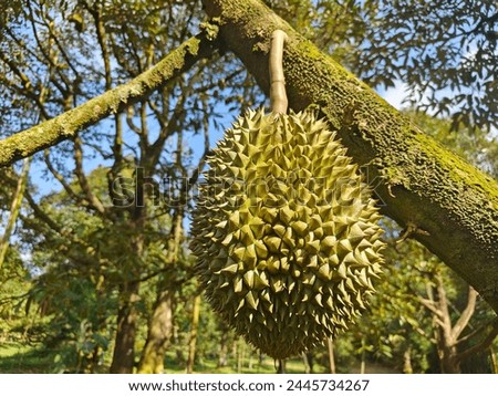 Medium sized durian fruit hanging from the tree is a tropical fruit.  grown in Thailand  The green fruit has sharp thorns.  He is nicknamed the King of Fruits.  Golden color, fragrant smell.