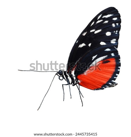 orange butterfly with big wings lady butterfly wing sweeping over on white background.