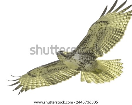 eagle brown bird little stock overlay flying toward spread its wings and feathers on white background.