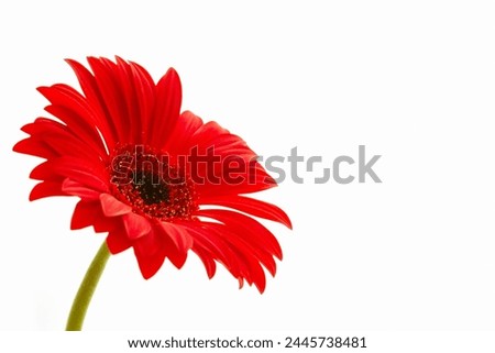 red gerbera , macro photo of red petals close up on a light background