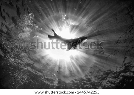 sea lion seal silhouette in the sun underwater