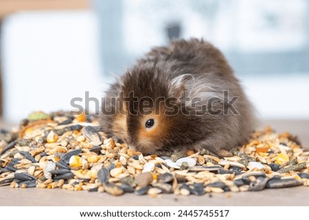 Funny fluffy Syrian hamster sits on a handful of seeds and eats and stuffs his cheeks with stocks. Food for a pet rodent, vitamins. Close-up