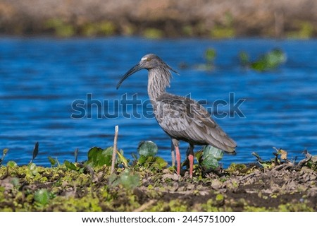 Plumbeous ibis, Bañado La Estrella, Formosa Province, Argentina.