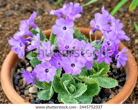 Purple flowers of Primula marginata El Bolton Royalty-Free Stock Photo #2445752337