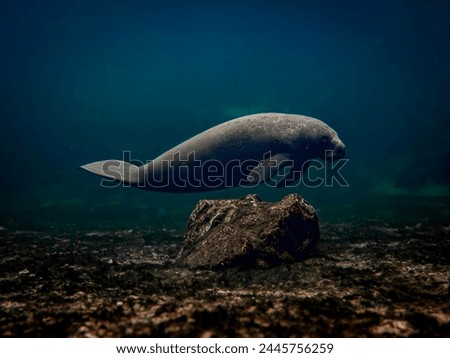 A manatee swims along the spring run at Blue Springs State Park, Volusia County, Florida