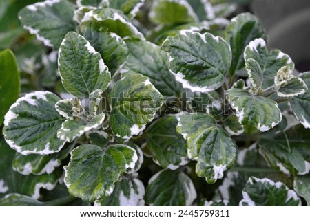 A closeup shot of a botanical plant leaves Green leaf with white edges, background picture
