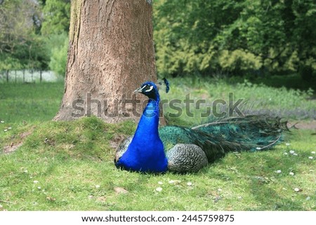 Peacock sitting at the foot of a tree in Clères park staring at the lens