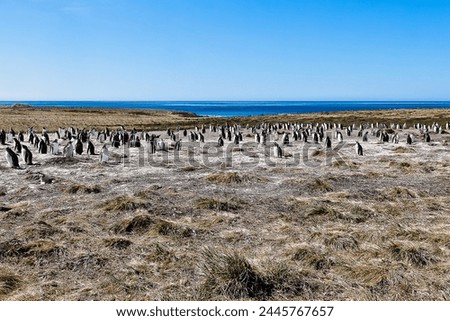 Gentoo penguins on Bertha’s beach Falkland Islands