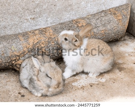 Two cute rabbits in the zoo, somewhere in Hungary. Two cute Rabbits. A cute picture of two bunnies in the zoo.