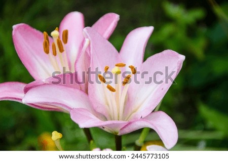 Pink lily flower in the garden, close up. Nature background