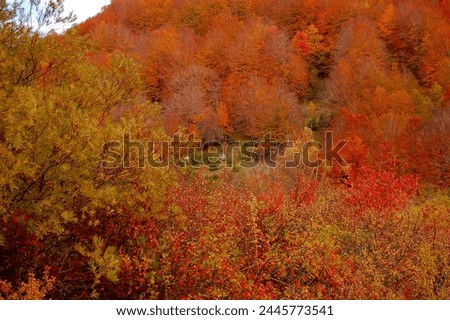 Nice italian october foliage pictures  