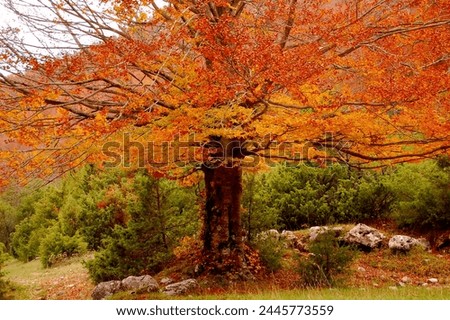 Nice italian october foliage pictures  