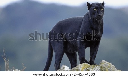 A black panther is the melanistic olour variant of the leopard and the jaguar. Black panthers of both species have excess black pigments, but their typical rosettes are also present.