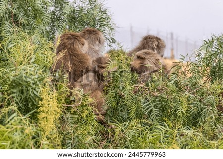 Hamadryas Baboons (Papio hamadryas) near Jabal Sawda mountain, Saudi Arabia