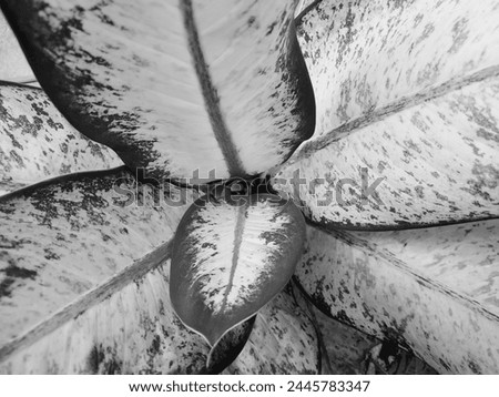 Black and white leaves and art pattern wallpaper background.