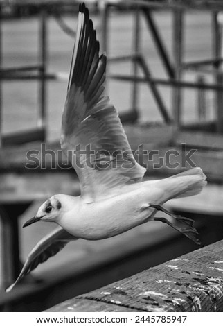 Wonderful zoom in photography of a flying seagull in black and white: open wings creating a diagonal angle
