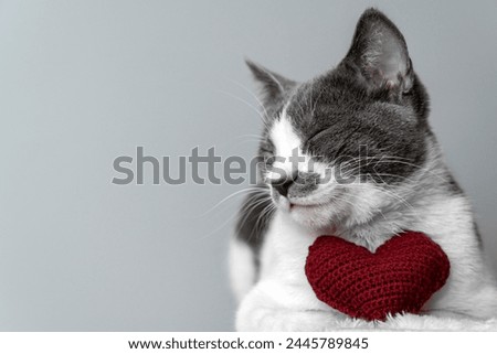 Red knitted heart in the paws of a cat. a gray and black fluffy cat for Valentine's Day or postcard. Textured background with a cat. copy space. valentine's day, lovers day, love concept Royalty-Free Stock Photo #2445789845