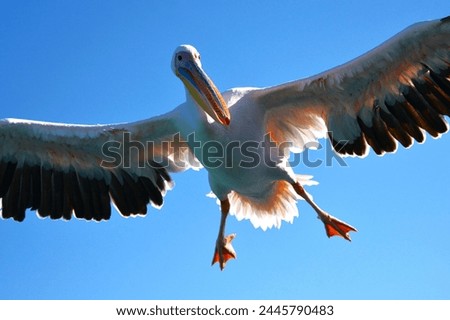 Great white pelican (Pelecanus onocrotalus) flying over the sea in Walvis Bay (Erongo Region, Namibia, Africa) Royalty-Free Stock Photo #2445790483
