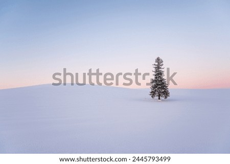 Christmas tree covered with snow in Biei, Hokkaido, Japan in winter