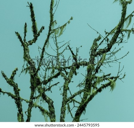 Dead tree with spanish moss with a grey mist background. Minimalist picture. Andes Mountains, Cerro las Nubes, Mount of the Clouds, in Jerico, Jericó, Antioquia, Colombia.