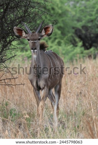 A beautiful young male Greater Kudu, ever watchful for predators with its radar shaped ears. This antelope species, native to southern Africa, is listed as near endangered.  