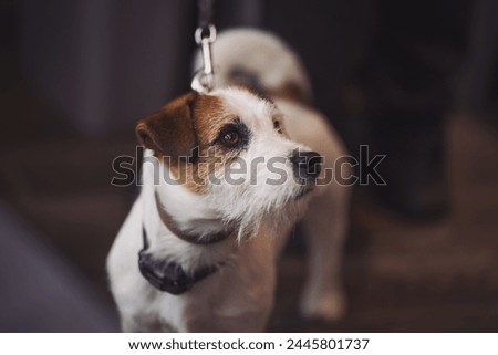 Puppy of jack russell terrier waiting for his master. portrait dog Jack Russell Terrier  Royalty-Free Stock Photo #2445801737