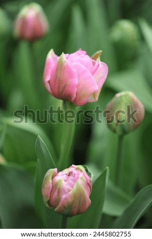 Pink peony-flowered Double Early tulips (Tulipa) Marco bloom in a garden in April