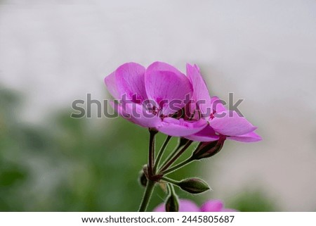 Bright pink or magenta, interspecific Geranium ‘Patriot Lavender Blue’ flower, close up. Pelargonium is herbaceous, flowering plant, known as scented leaf storksbill of the family Geraniaceae.
